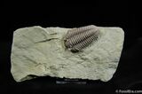 Very Large And Inflated Flexicalymene Trilobite #493-1